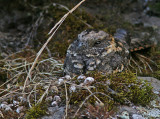 Montane (Abyssinian) Nightrjar (Caprimulgus ruwenzorii)