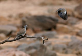 African White-winged Dove (Streptopelia reichenowi)