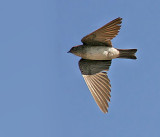 Brown-throated Martin (Riparia paludicola)