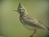Crested Lark (Galerida cristata)