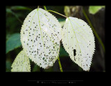 IGP2384 copy.jpg