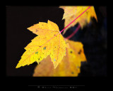 IGP0069 copy.jpg