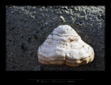 IGP0097 copy.jpg