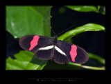 IGP0108 copy.jpg