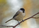 Entita (Parus palustris)