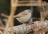 Dunnock Järnsparv (Prunella modularis)