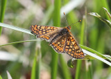 Marsh Fritillary  Vddntfjril  (Euphydryas aurinia)