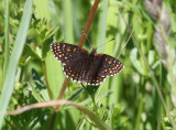 False Heath Fritillary  Sotntfjril  (Melitaea diamina)