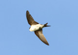 Common House Martin Hussvala (Delichon urbica)