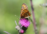 Askntfjril  (Euphydryas maturna)