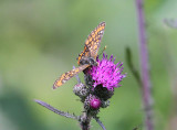 Askntfjril  (Euphydryas maturna)