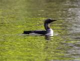 Black-throated Loon  Storlom  (Gavia arctica)