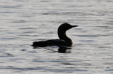 Black-throated Loon  Storlom  (Gavia arctica)