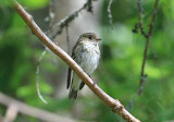 European Pied Flycatcher Svartvit flugsnappare (Ficedula hypoleuca)
