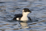 Little Auk  Alkekung  (Alle alle)