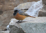 Eastern Black Redstart  stlig Svart rdstjrt  (Phoenicurus ochruros phoenicuroides)