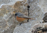 Eastern Black Redstart  stlig Svart rdstjrt  (Phoenicurus ochruros phoenicuroides)