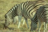 Burchells Zebra  (Equus burchelli)