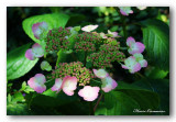 _MG_6135 hortensia