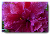 _MG_6949 ibiscus rosee.jpg