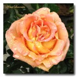 Rose apres la pluie.jpg