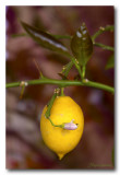 _MG_1252 nature fruit.jpg