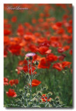 Coquelicots Le Chardon