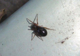 Linyphiidae Dwarf Spider species