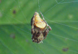 Eustala anastera; Humpbacked Orbweaver