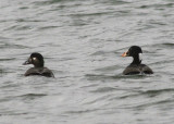 Surf Scoter pair