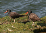 Black Oystercatchers