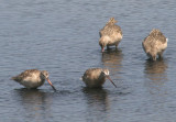 Marbled Godwits