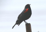 Bicolored Red-winged Blackbird; male