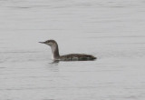 Red-throated Loon; juvenile