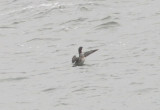 Red-throated Loon; breeding