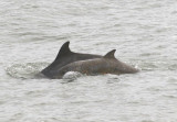 Bottlenose Dolphins