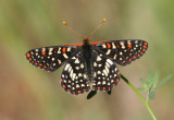 Euphydryas chalcedona; Chalcedon Checkerspot