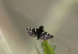 0225 - Adela trigrapha; Fairy Moth species