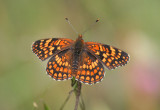 Chlosyne gabbii; Gabb's Checkerspot; male