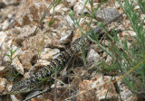 California Alligator Lizard