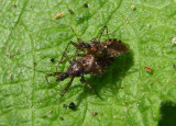Pselliopus spinicollis; Assassin Bug species; mating pair