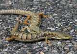 California Alligator Lizard pair