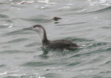 Red-throated Loon; juvenile