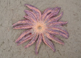 Sunflower Starfish