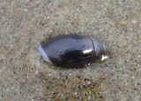 Purple Dwarf Olive