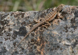 Western Side-blotched Lizard