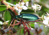 Lytta stygica; Blister Beetle species