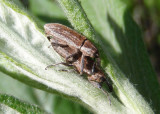 Lixus perforatus; Weevil species; mating pair