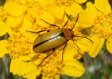 Nemognatha scutellaris; Blister Beetle species