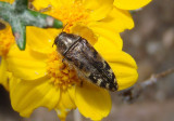 Acmaeodera hepburnii; Metallic Wood-boring Beetle species